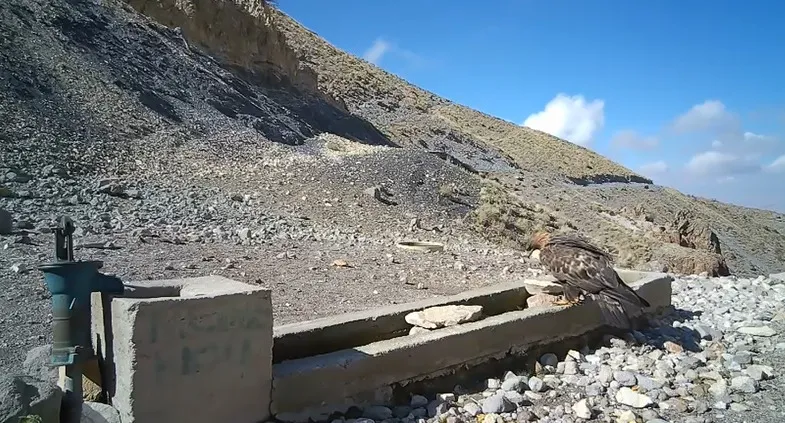 Hasandağı’nda Yaban Hayvanları Kameraya Yansıdı