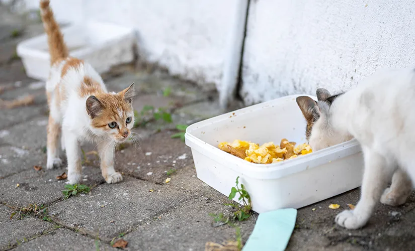 Aksaraylı Vatandaşlardan Sokak Hayvanlarına Sahip Çıkma Çağrısı