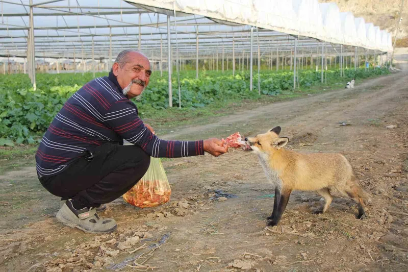 Küs Kardeşlerin Tilki Rekabeti: Mangal Partisi ve Pasta İkramı
