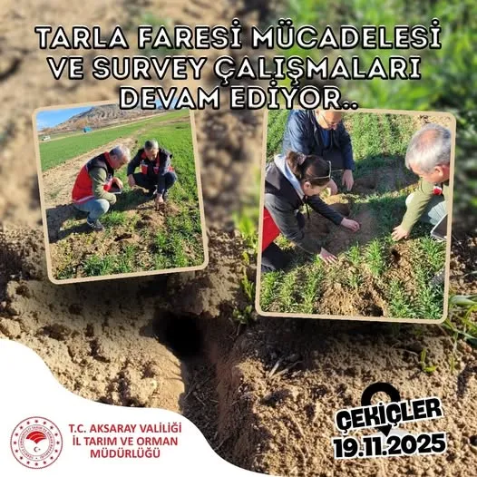 Aksaray’da Tarla Faresine Karşı Etkin Mücadele Sürüyor