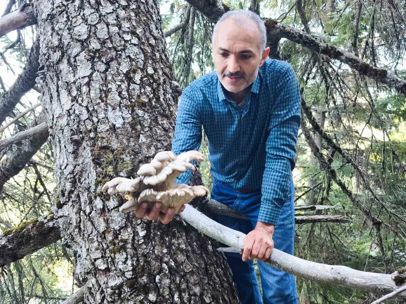 Mantar Avcılarının Ağaç Tepelerindeki Tehlikeli Macerası