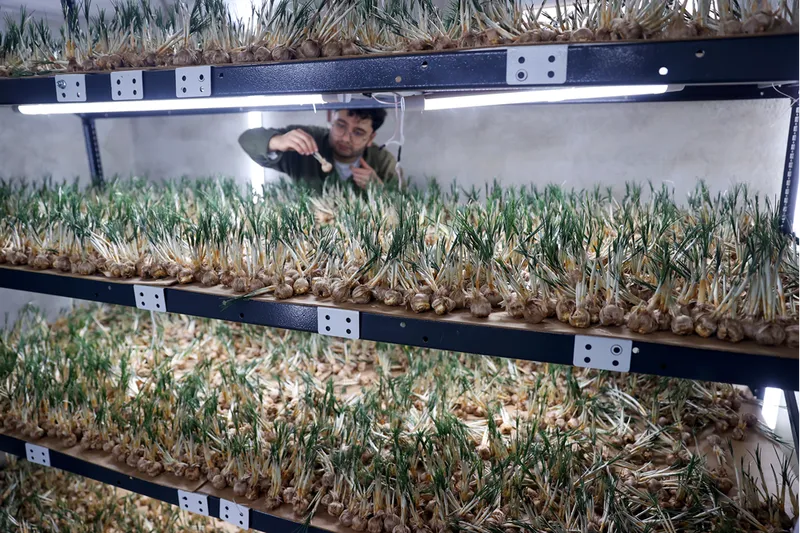 Topraksız Safran Üretimiyle Tarıma Yeni Soluk