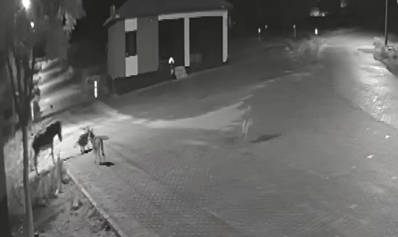 Kurt Sürüsü Kadınhanı