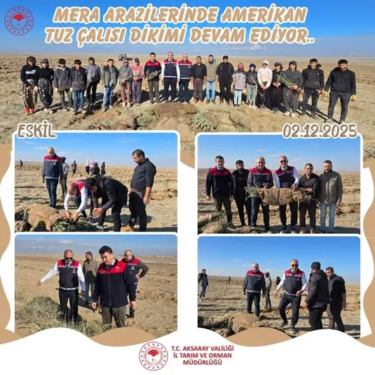 Eskil’de Meralar İçin Yeni Dönem: Amerikan Tuz Çalısı Dikimi Başladı