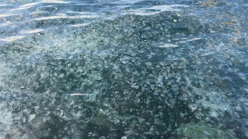 Üsküdar Sahilini Beyaza Bürüyen Denizanası İstilası