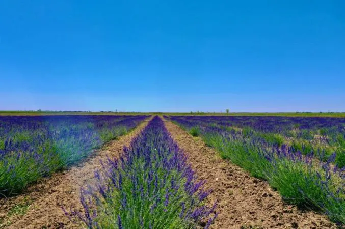 LAVANTA BAHÇESİ GÖRSEL ŞÖLENE HAZIRLANIYOR