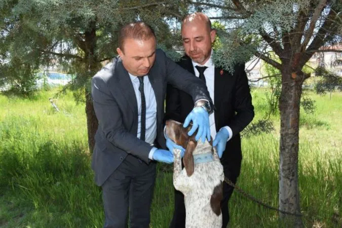 SAHİPLİ HAYVANLARA ÇİP TAKILDI