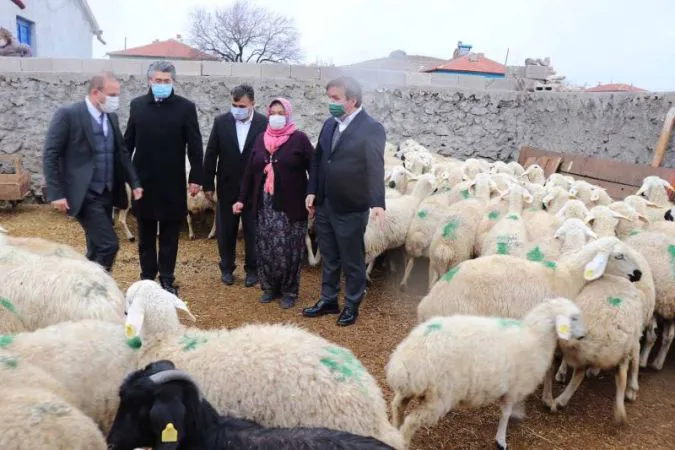 Aksaray’da küçükbaş hayvan sayısı 1,5 milyona çıkacak