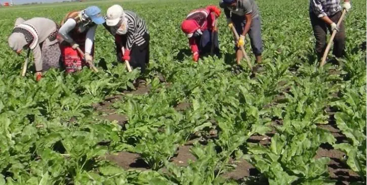 Mevsimlik İşçilerin Günlük Mesaisi