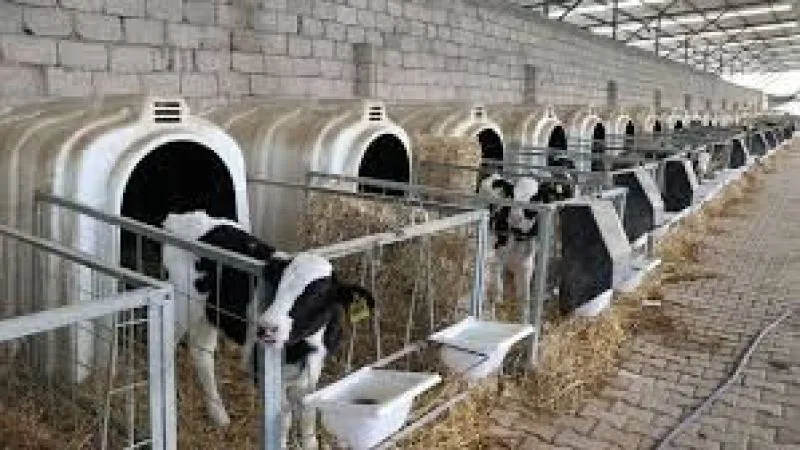 Kırsalda Bereket Hayvancılık Destek Projesine Yoğun İlgi