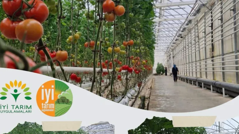 Sarıyahşi’de Topraksız Tarım Serasında Denetim Yapıldı