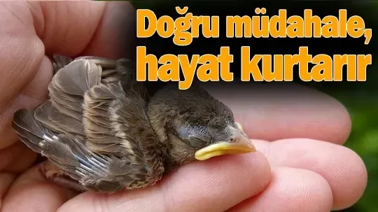 Yavru Bir Kuş Bulduğunuzda Ne Yapmalısınız?