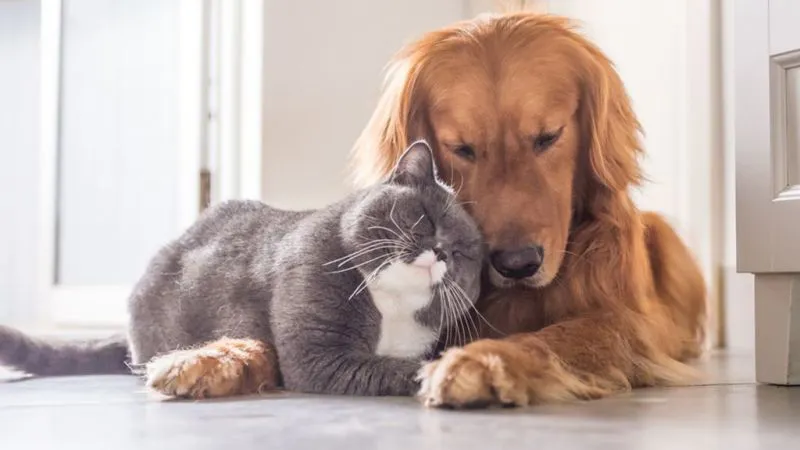 Evcil Hayvanlara Mikroçip Zorunluluğunda Geri Sayım Başladı: Son Tarih 31 Aralık 2025