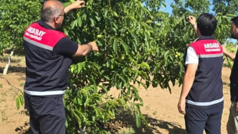 Tarım Müdürü Nejdet Demir’den Ağaçören’de Ceviz Üreticilerine Teknik Destek Ziyareti