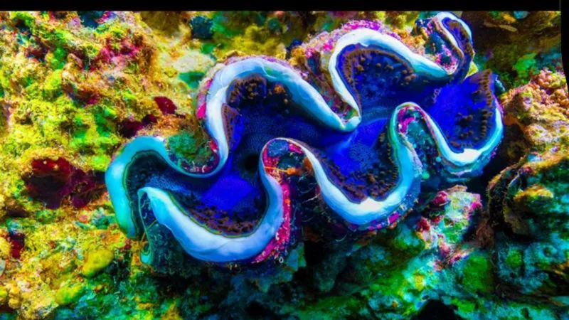 Kızıldeniz’de Biyolüminesans İlk Kez Balıkgözü Kamerayla Görüntülendi