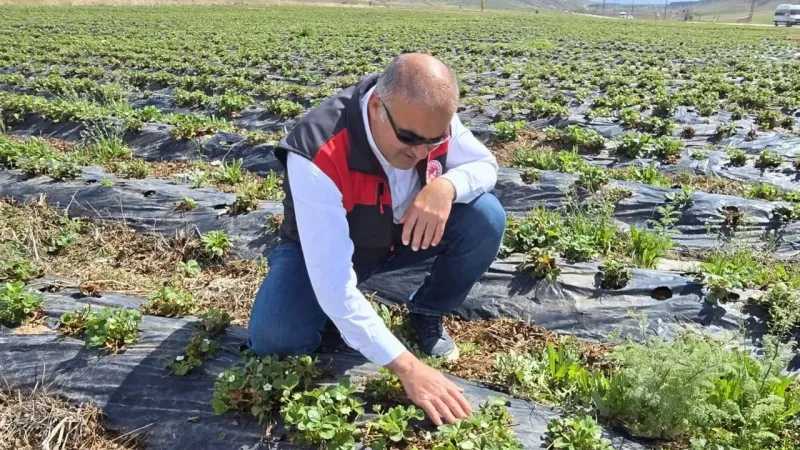 İl Tarım Müdürü Nejdet Demir, Alanyurt’ta Çilek Üreticilerini Ziyaret Etti