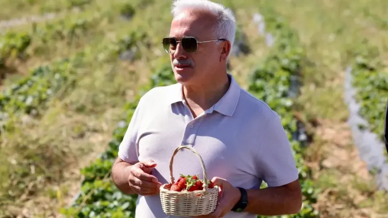 Vali Kumbuzoğlu Çilek Hasadına Katıldı