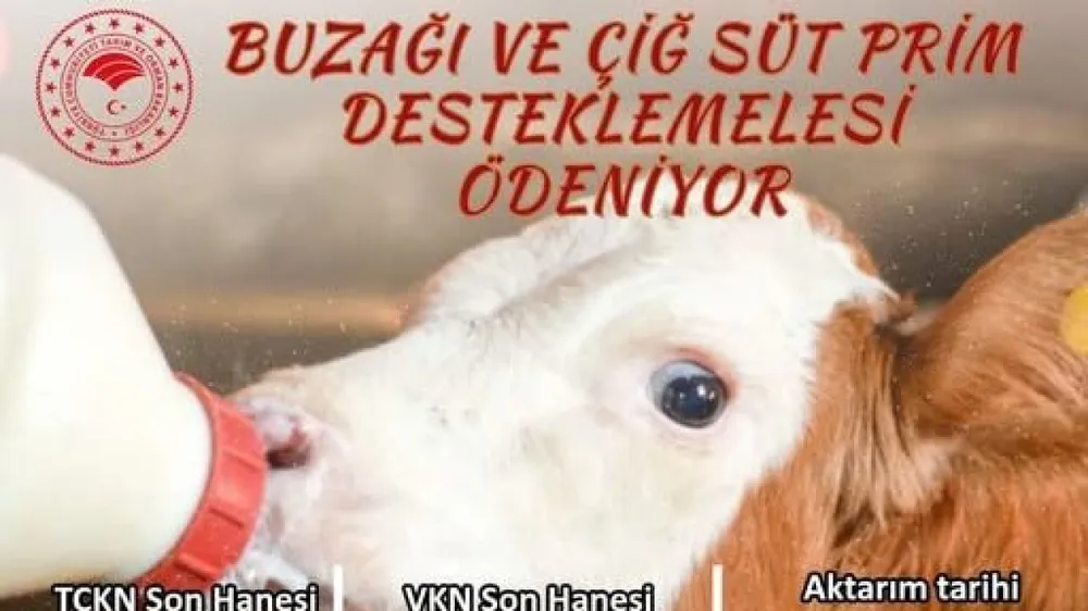 Aksaray’da Buzağı ve Çiğ Süt Desteği Ödemeleri Başlıyor