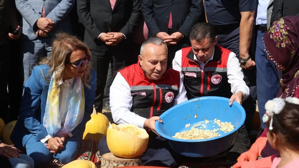 Nevşehir’de Kabak Çekirdeği Hasadı Başladı: Türkiye Üretiminin Yüzde 34’ü Bu Bölgeden
