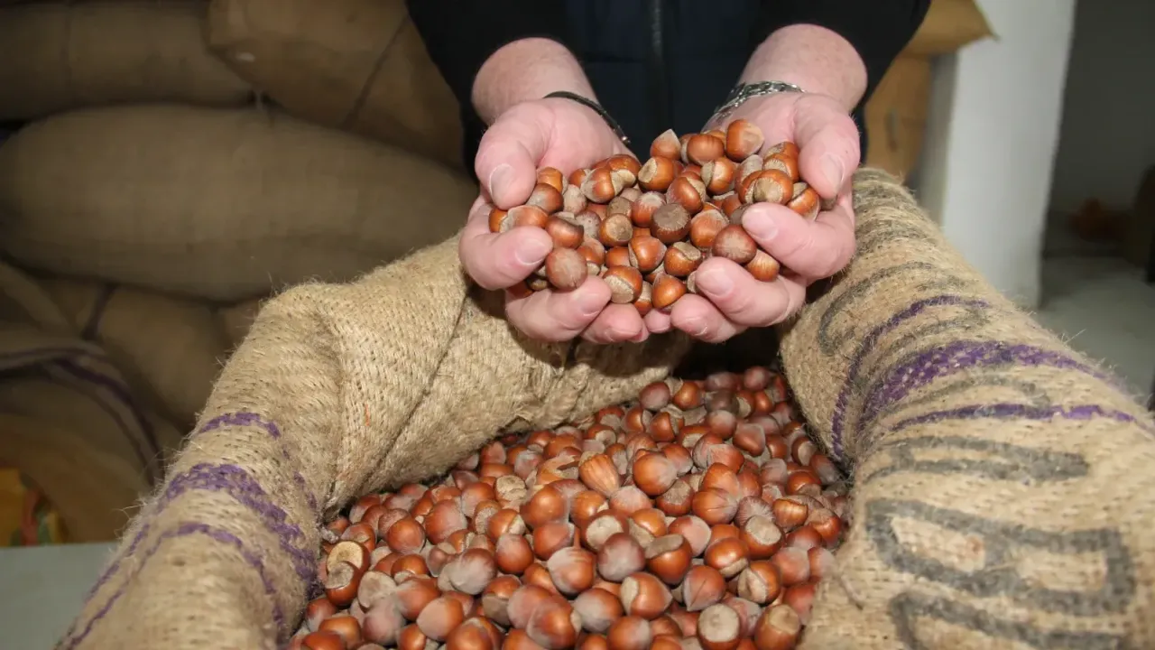 Giresun fındığı zirvede: Kilosu 352 TL’ye ulaştı