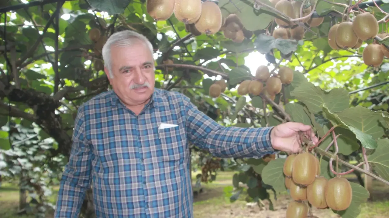 Tescilli Ordu kivisinde rekolte yarıya düştü