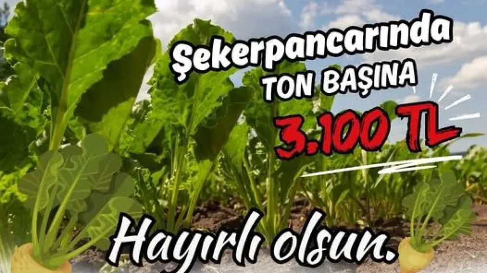 Türkşeker, 2025-2026 Şeker Pancarı Alım Fiyatını 3.100 TL Olarak Açıkladı