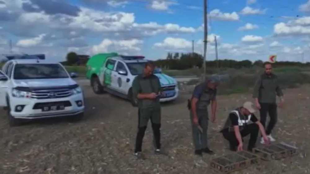 Kuş kaçakçılarına suçüstü: 247 saka kuşu kurtarıldı