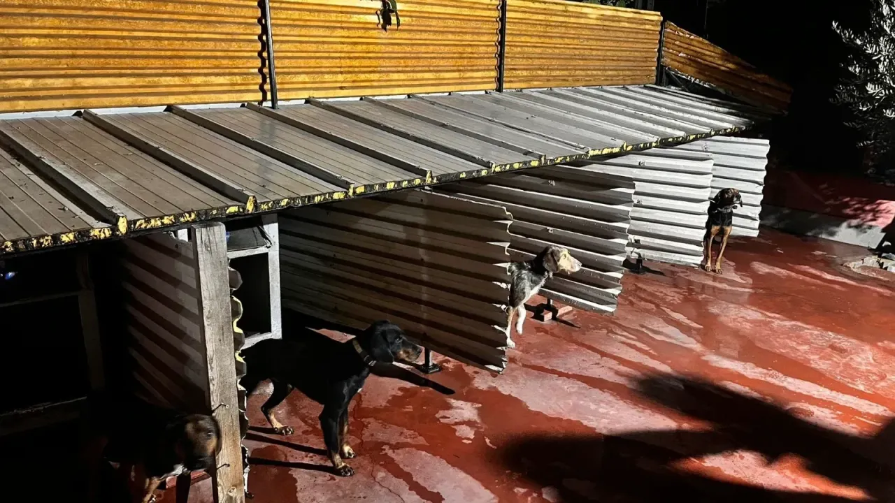 Balıkesir’de Köpeklere Eziyet Eden Şahsa Para Cezası Kesildi