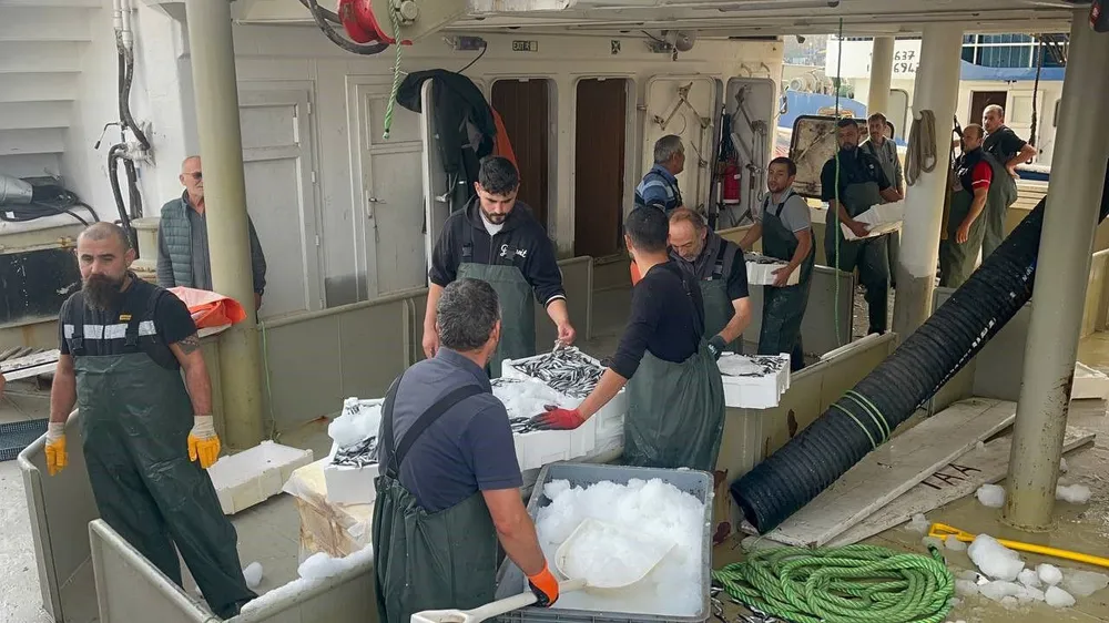 Karadeniz’de Hamsi Bereketi: Fiyatlar Yarı Yarıya Düştü